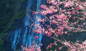 Photo by 莊豐嘉, Febr. 2012. Plum blossoms & waterfall in Wulai, Taipei County.